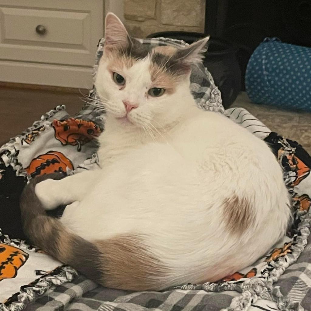 Enlarge Snowflake AKA Shannon, a Adoptable Domestic Short Hair in Allen, TX image 6/6