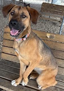 Enlarge Berry , a ADOPTABLE German Shepherd Dog in Plano, TX image 3/6