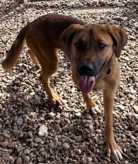 Enlarge Berry , a ADOPTABLE German Shepherd Dog in Plano, TX image 2/6