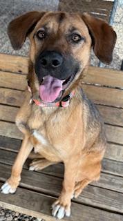 Enlarge Berry , a ADOPTABLE German Shepherd Dog in Plano, TX image 5/6