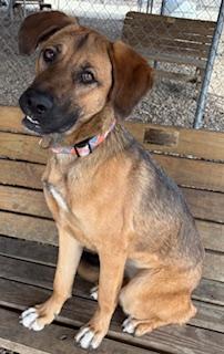 Enlarge Berry , a ADOPTABLE German Shepherd Dog in Plano, TX image 1/6