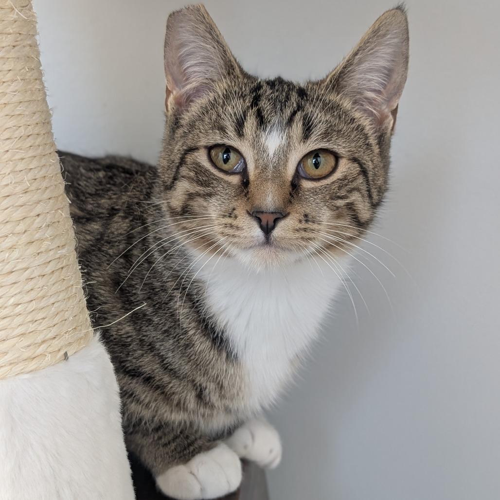 Lexie, Adoptable, Young Female Domestic Short Hair.