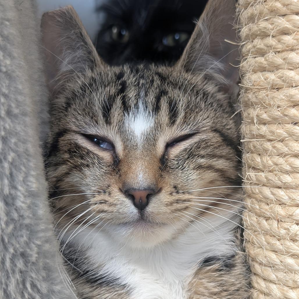 Enlarge Lexie, a Adoptable Domestic Short Hair in Watertown, NY image 2/2