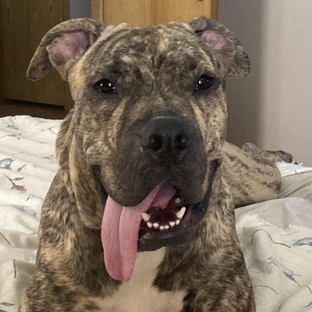 Lucy, a Adoptable mixed breed in Council Bluffs, IA image 1/3