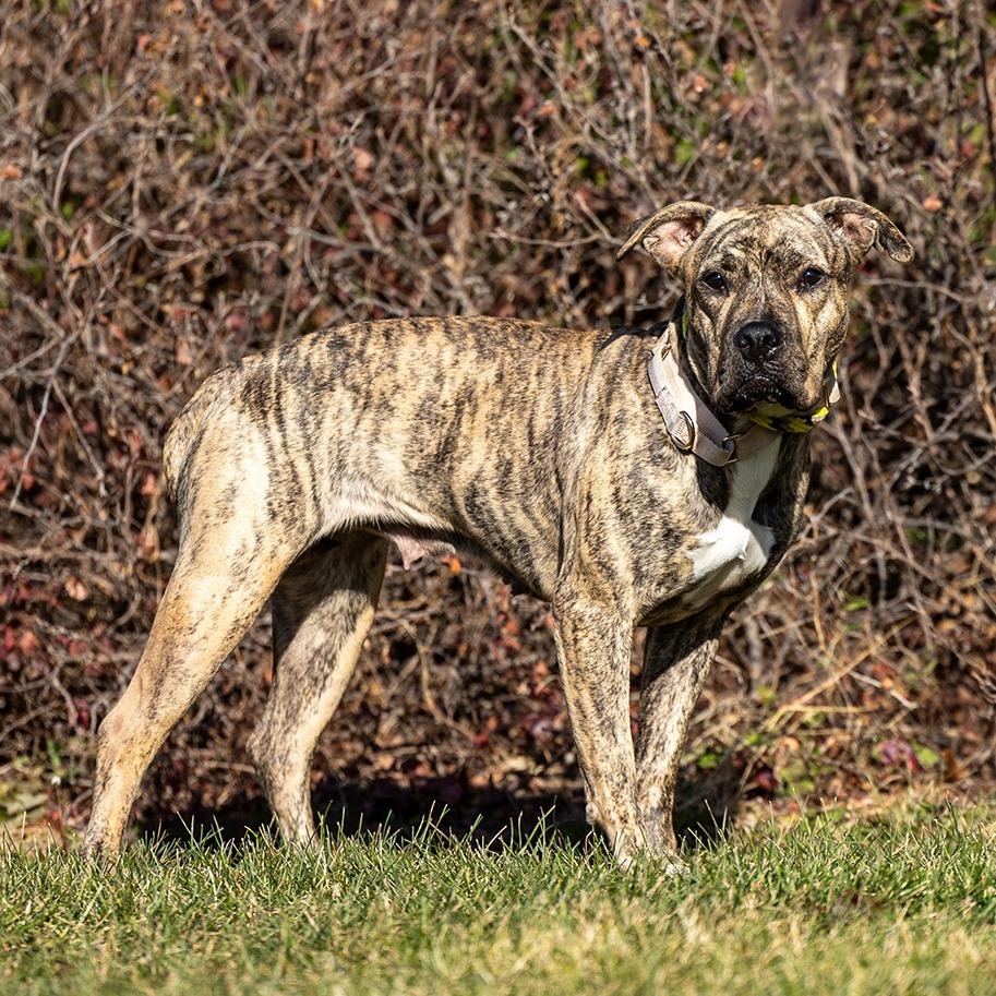 Lucy, a Adoptable mixed breed in Council Bluffs, IA image 2/3