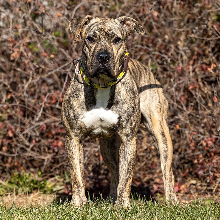 Lucy, a Adoptable mixed breed in Council Bluffs, IA image 3/3