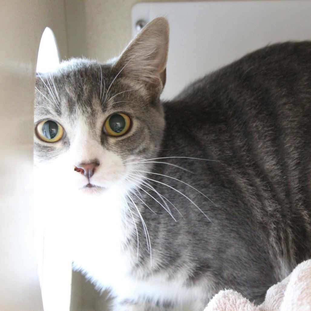 Angus, Adoptable, Young Male Domestic Short Hair.