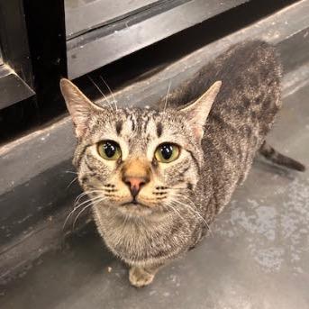 Jinx — thumbnail 2