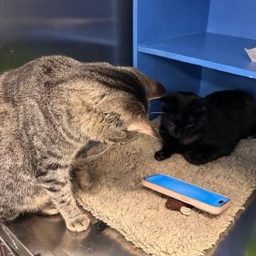 Jinx — thumbnail 3