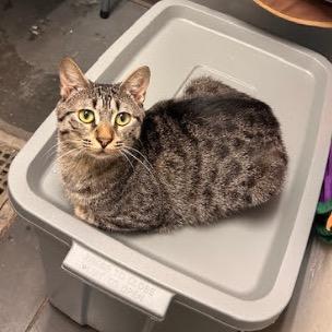 Jinx — thumbnail 4