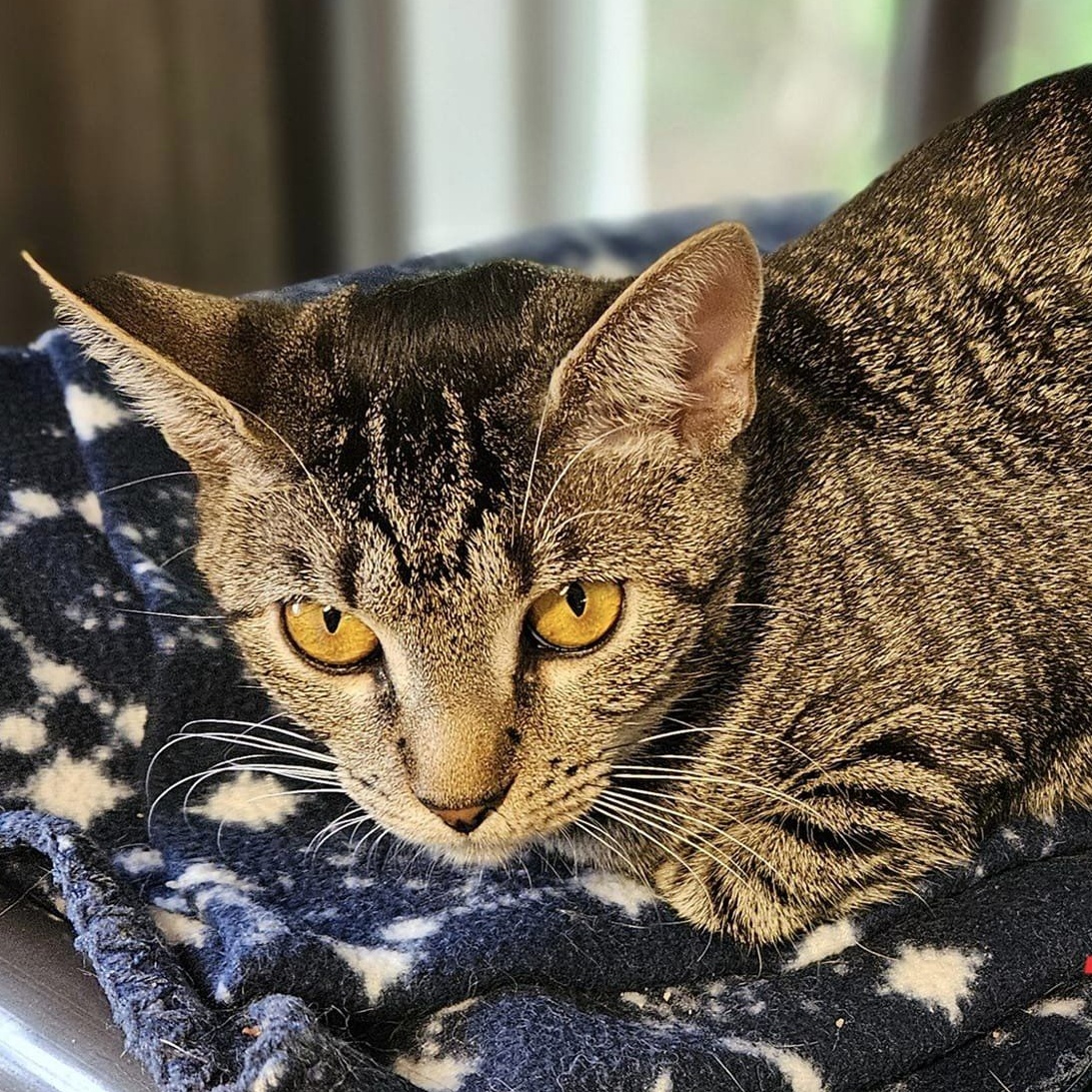 Enlarge Kilo, a Adoptable Tabby in Macon, GA image 1/1
