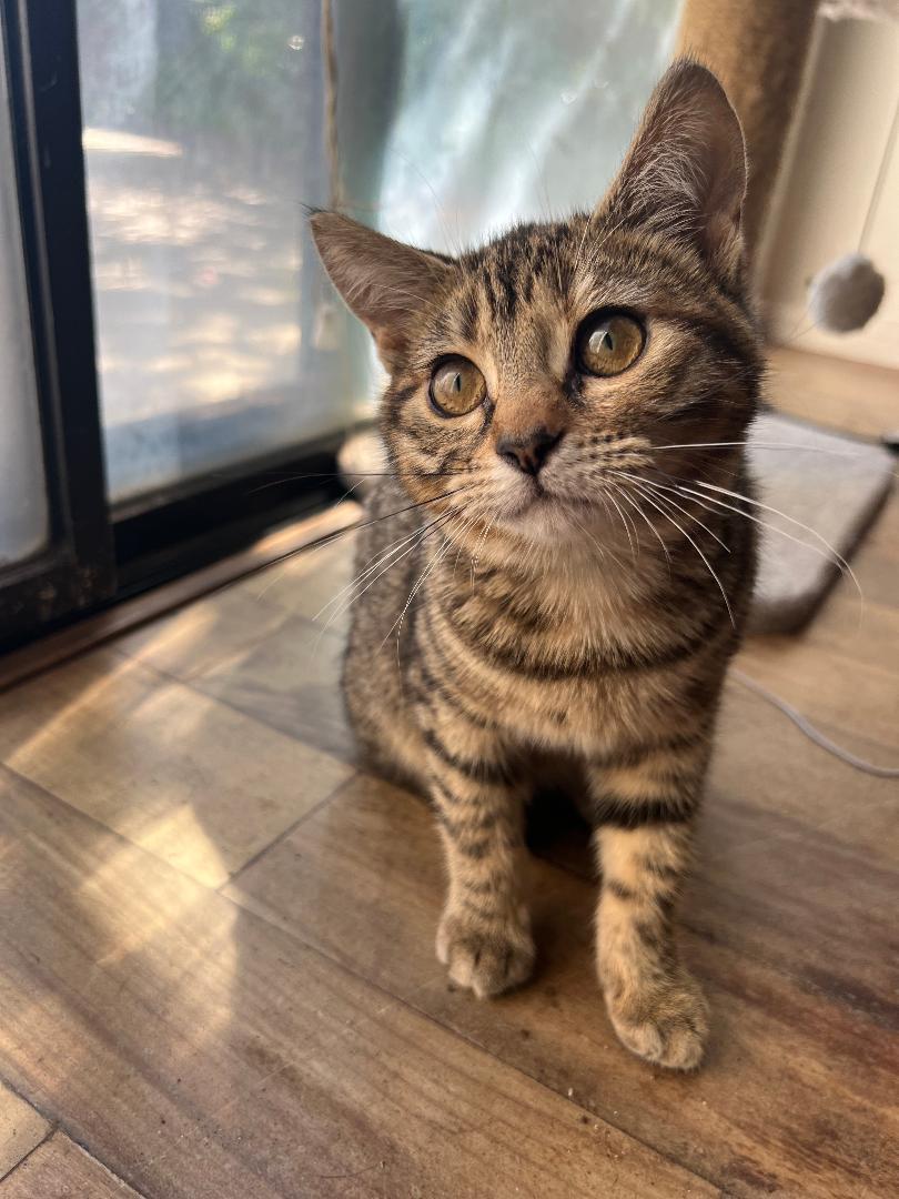 Gigi
