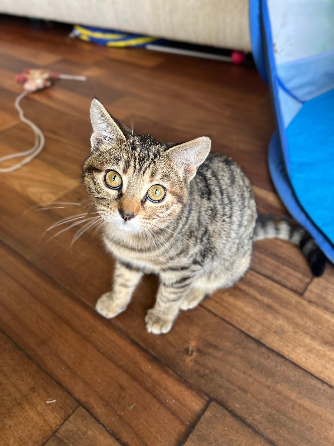 Gigi, a Adoptable Domestic Short Hair in Oceanside, CA image 3/5