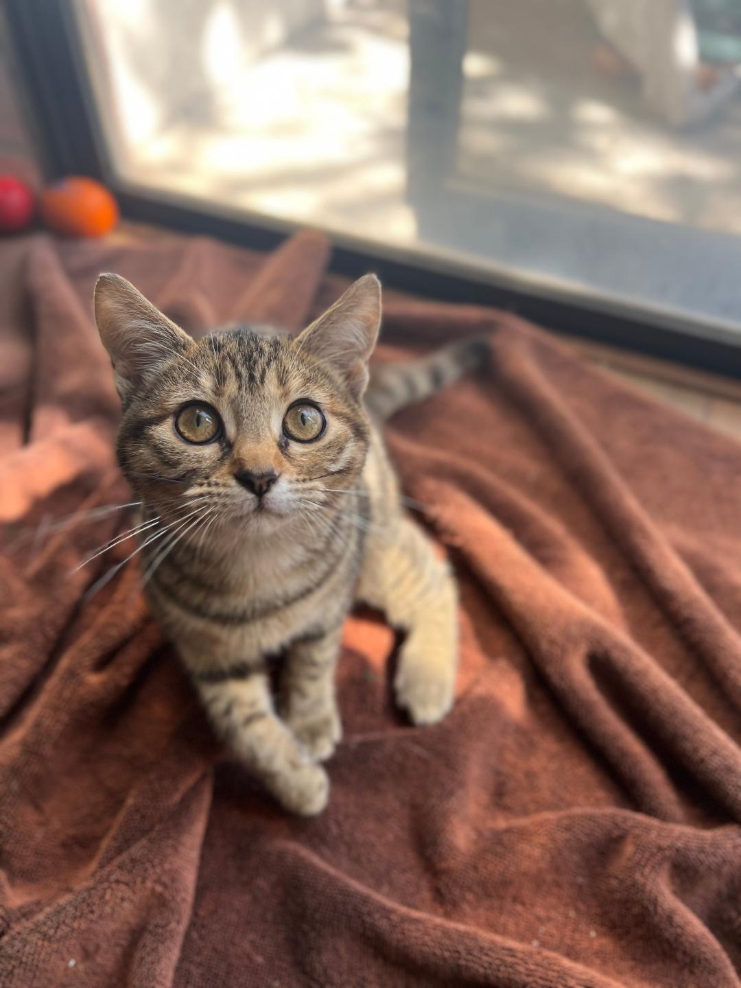 Gigi, a Adoptable Domestic Short Hair in Oceanside, CA image 4/5