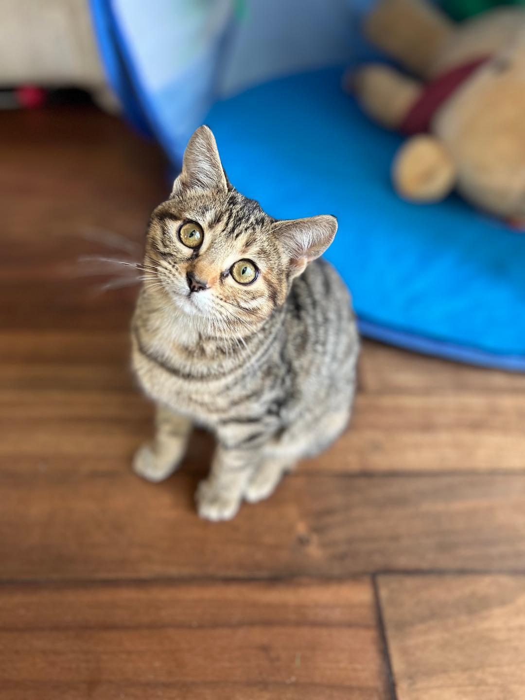 Gigi, a Adoptable Domestic Short Hair in Oceanside, CA image 5/5