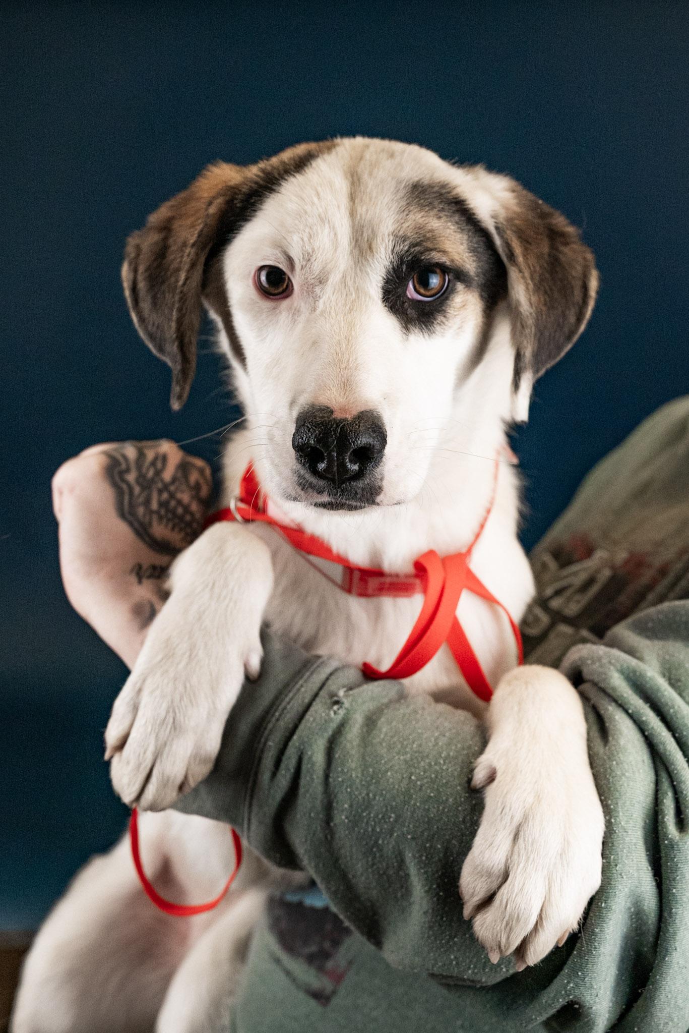 Enlarge 1110-25, a ADOPTABLE mixed breed in Brighton, CO image 2/2