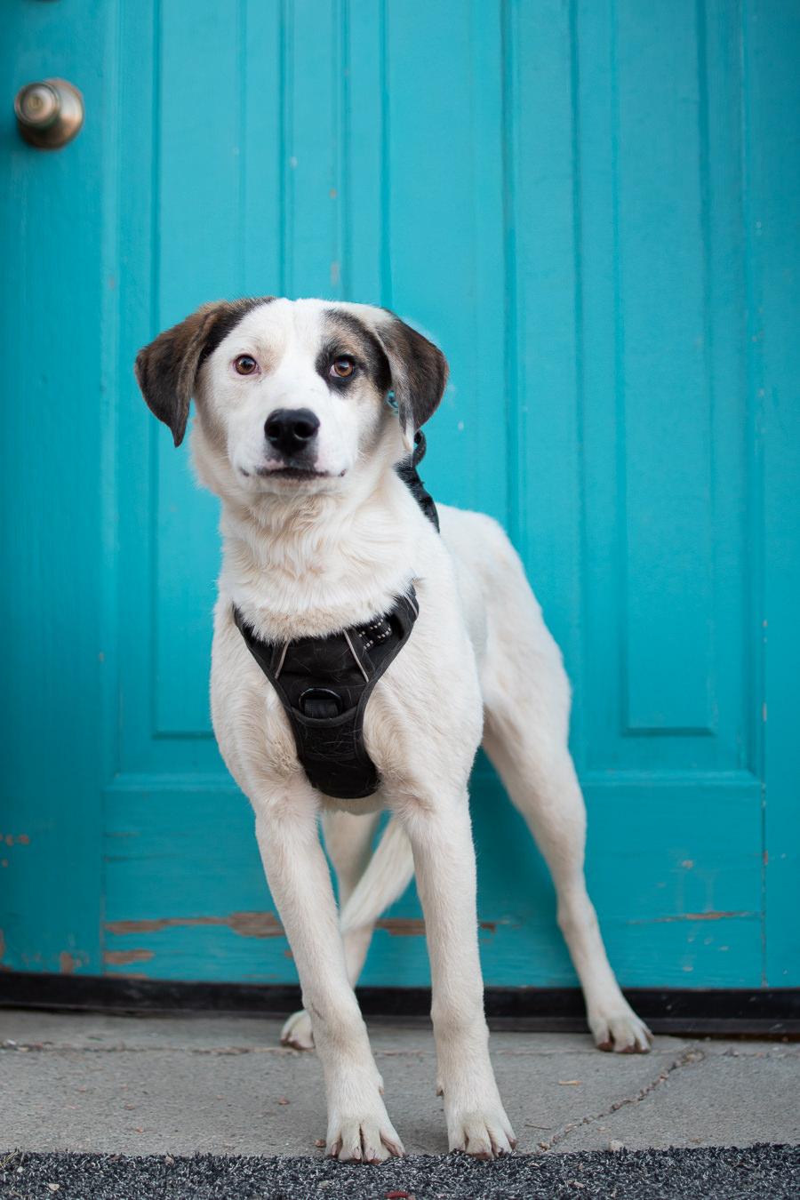 Enlarge 1110-25, a ADOPTABLE mixed breed in Brighton, CO image 1/2