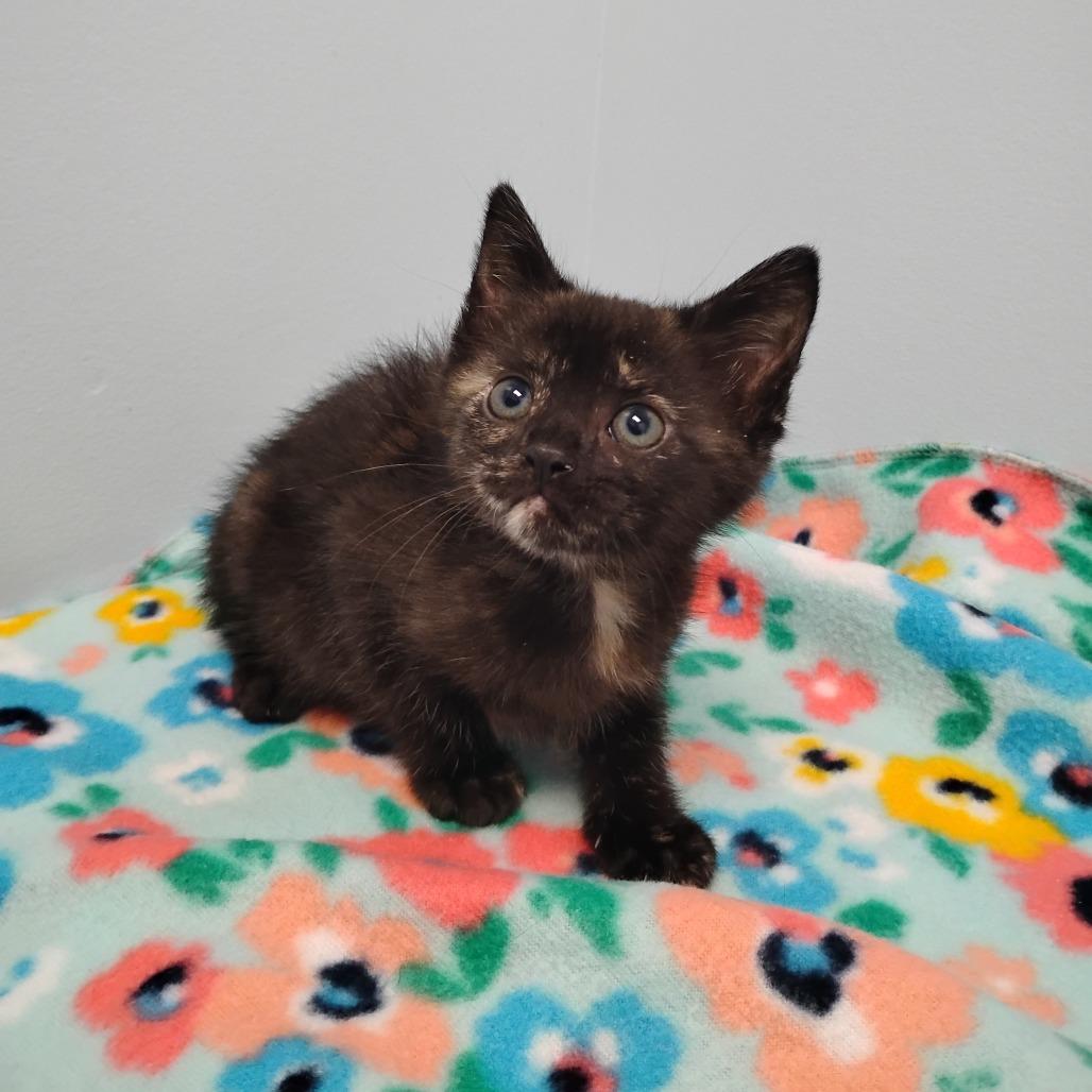 Enlarge Topaz, a Adoptable Domestic Short Hair in Winchester, TN image 1/1