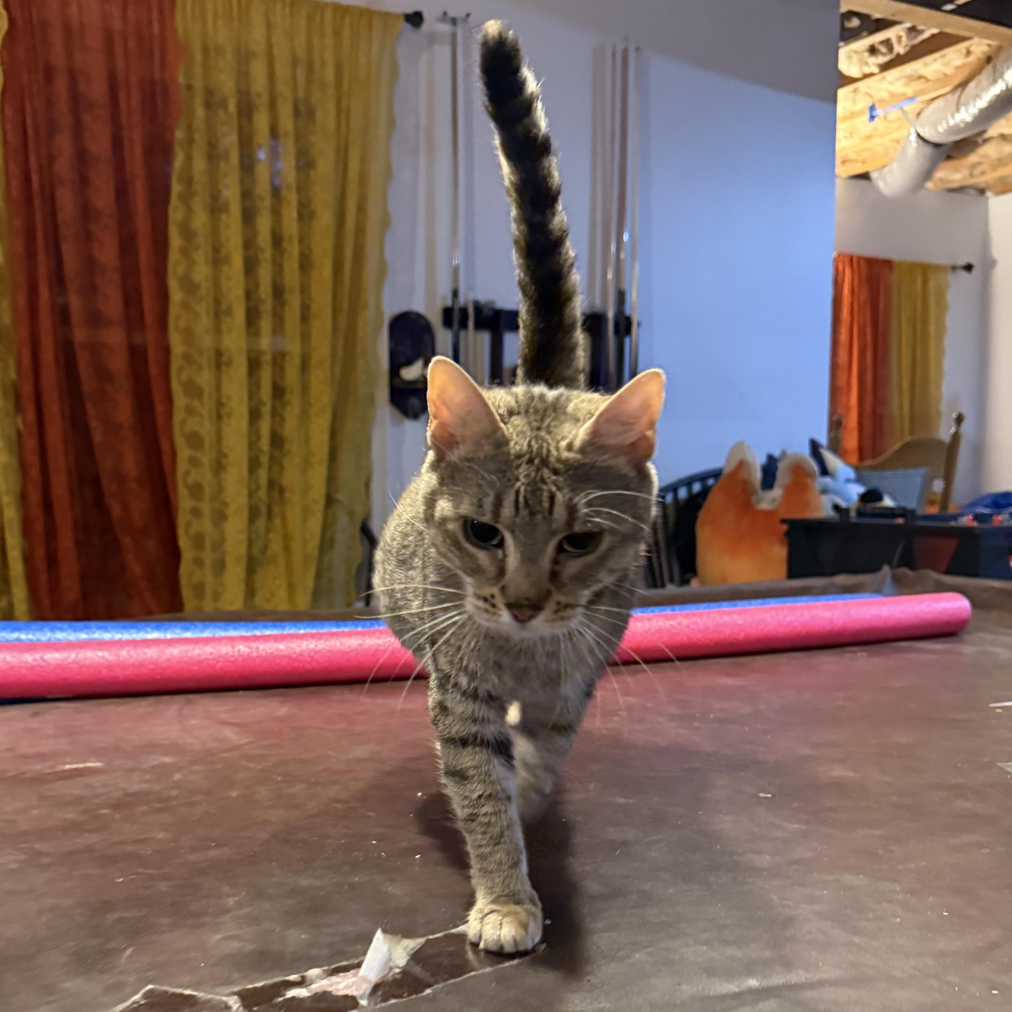KitKat, Adoptable, Senior Female Domestic Short Hair.
