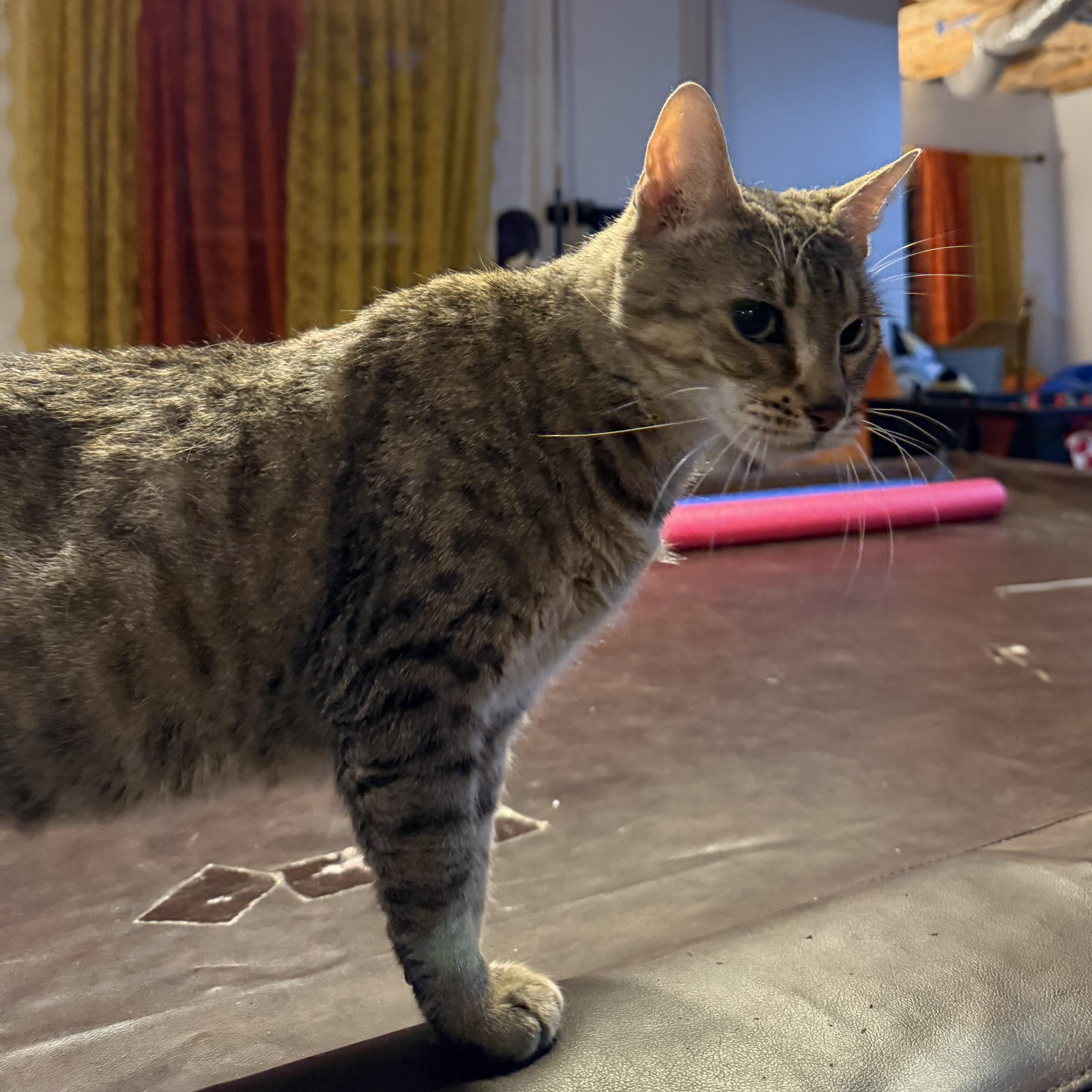 Enlarge KitKat, a Adoptable Domestic Short Hair in Scranton, PA image 2/2