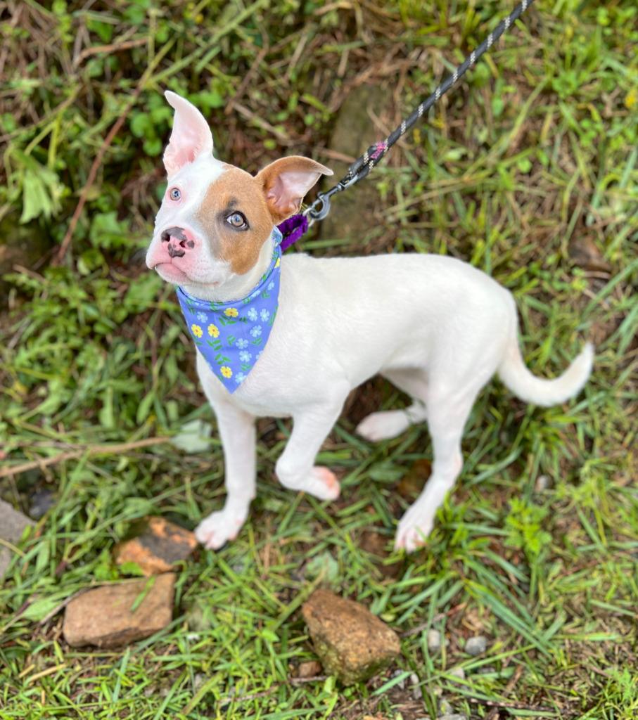 Daphanie, Adoptable, Puppy Female Mixed Breed.