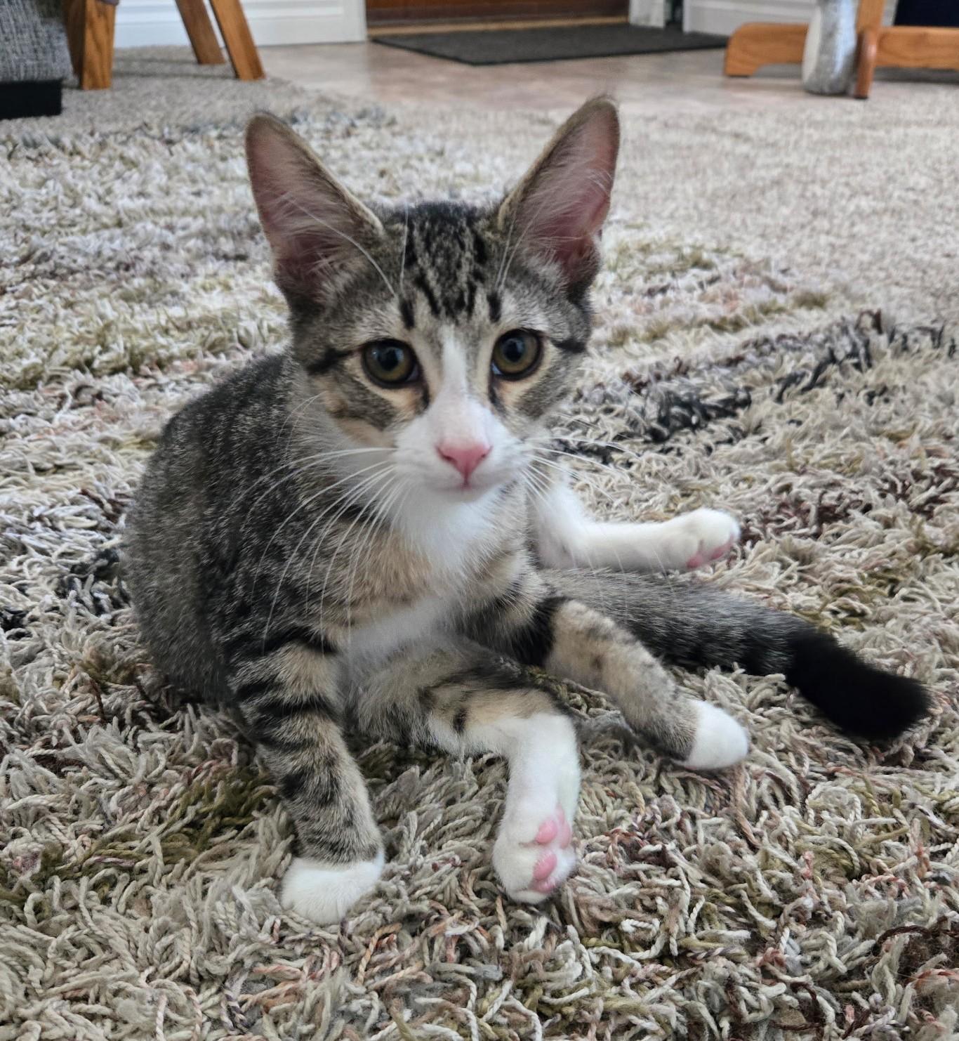 Enlarge Mordechi, a Adoptable mixed breed in Buhl, ID image 1/5
