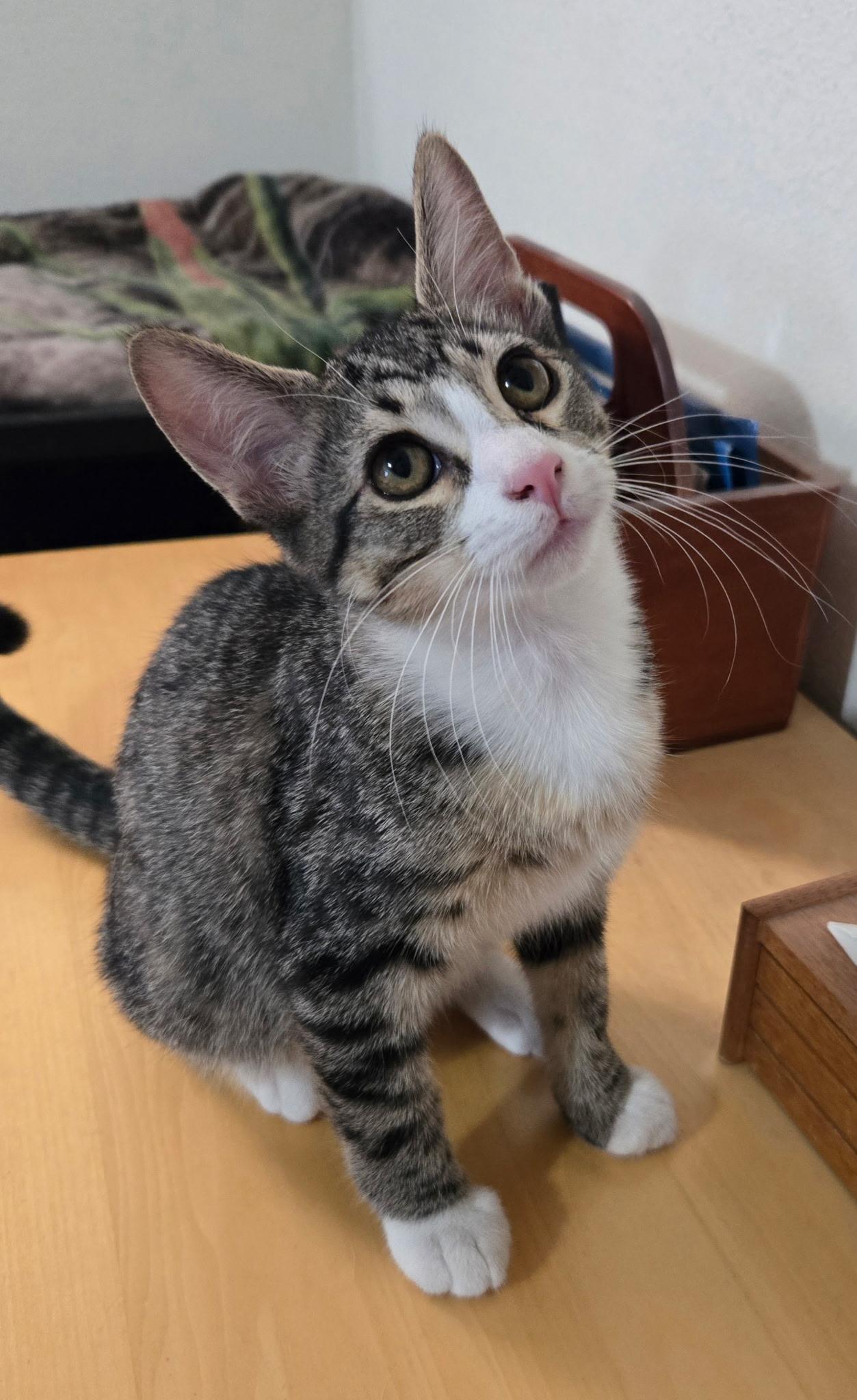 Enlarge Mordechi, a Adoptable mixed breed in Buhl, ID image 2/5