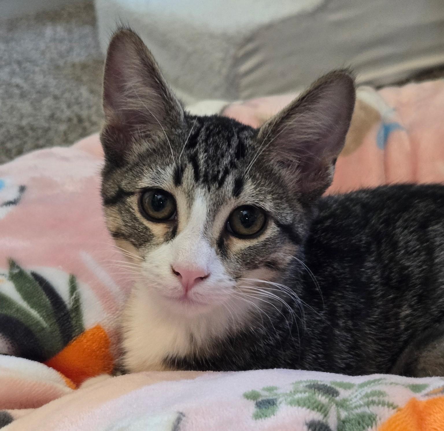 Enlarge Mordechi, a Adoptable mixed breed in Buhl, ID image 3/5