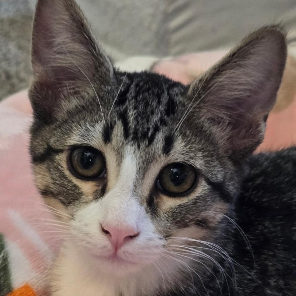 Enlarge Mordechi, a Adoptable mixed breed in Buhl, ID image 4/5