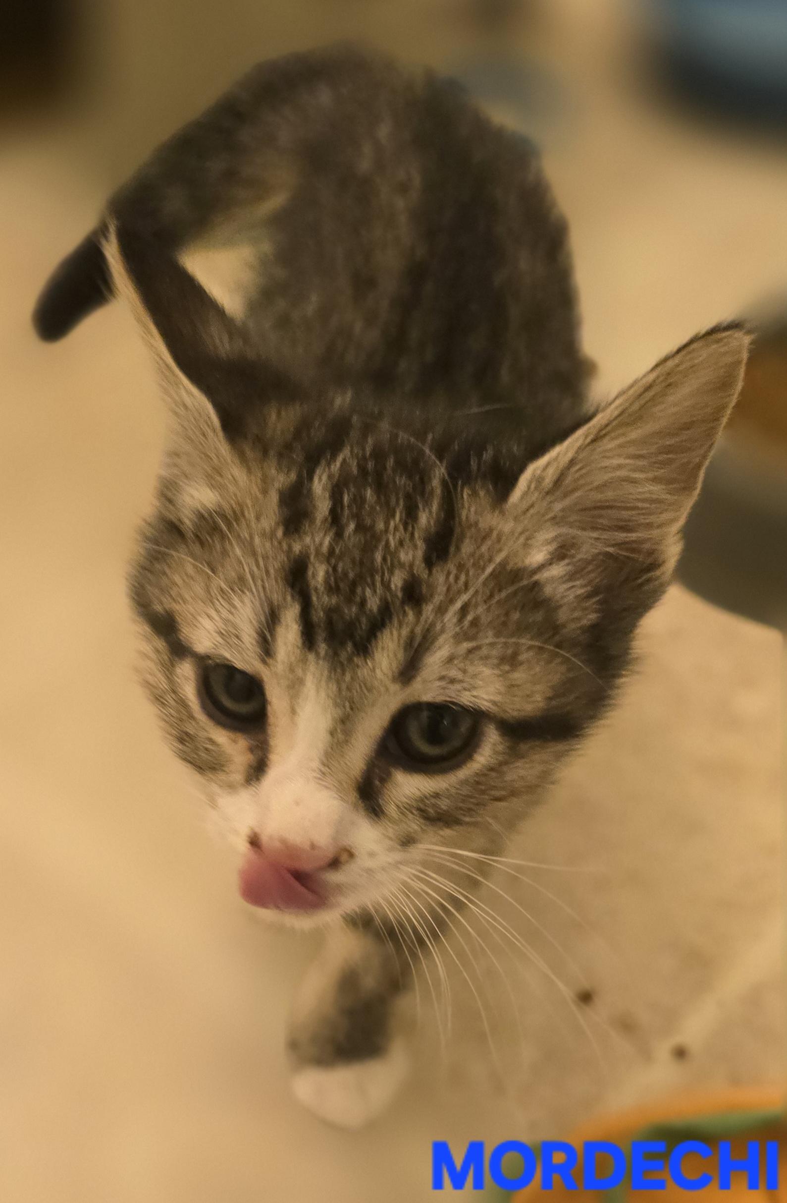 Enlarge Mordechi, a Adoptable mixed breed in Buhl, ID image 5/5