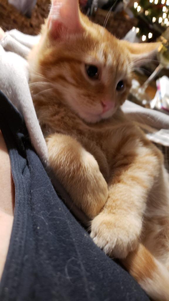 Carter, Adoptable, Kitten Male Domestic Short Hair.