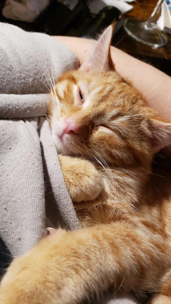 Enlarge Carter, a Adoptable mixed breed in Merriam, KS image 2/3