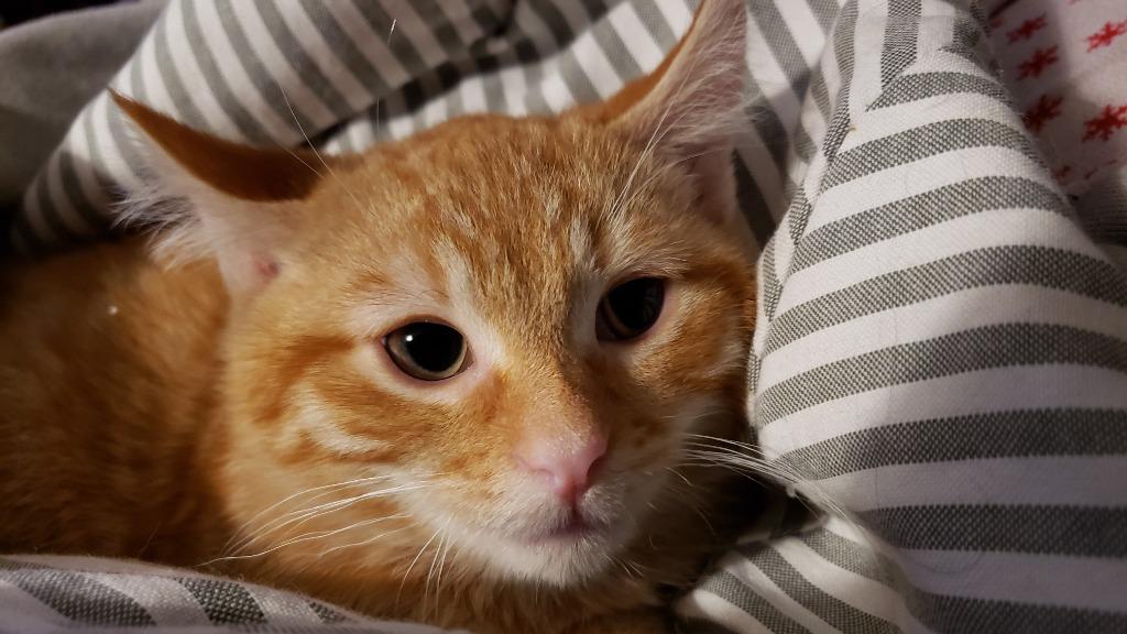 Enlarge Carter, a Adoptable mixed breed in Merriam, KS image 3/3