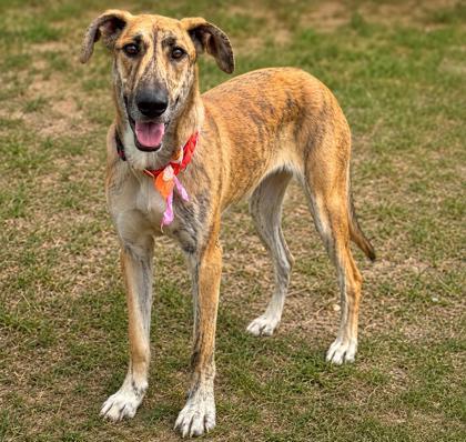 Skydancer, a ADOPTABLE mixed breed in Inverness, FL image 1/3