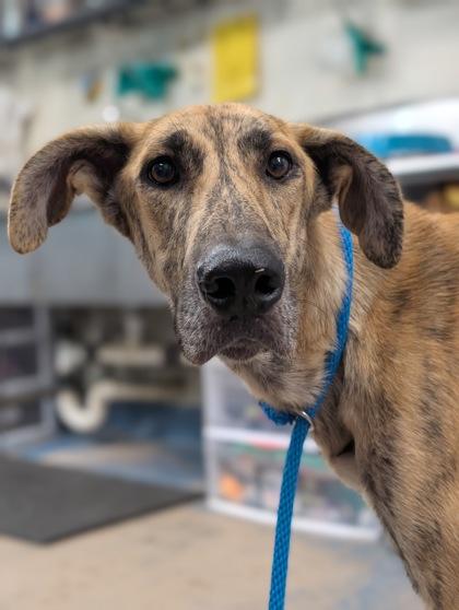 Skydancer, a ADOPTABLE mixed breed in Inverness, FL image 3/3