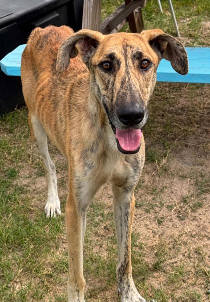 Skydancer, a ADOPTABLE mixed breed in Inverness, FL image 2/3