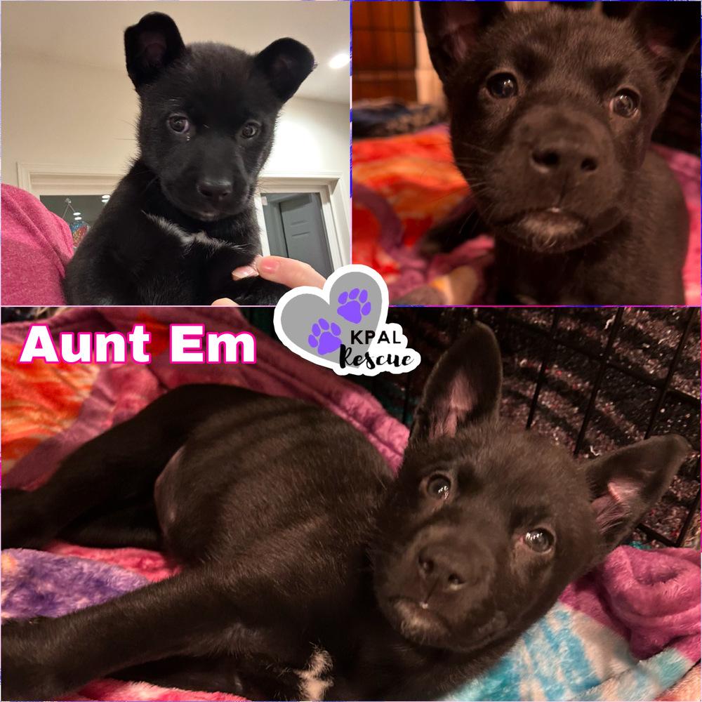 Aunt Em - Wizard of Oz Litter, Adoptable, Puppy Female Belgian Shepherd / Malinois & Mixed Breed.
