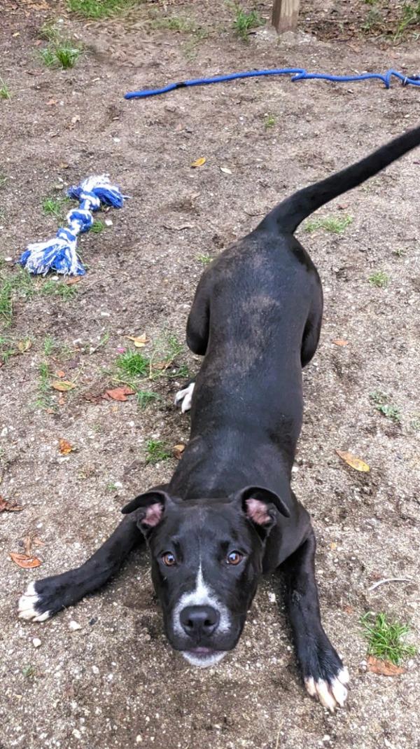 Jade, Adoptable, Adult Female American Bulldog.