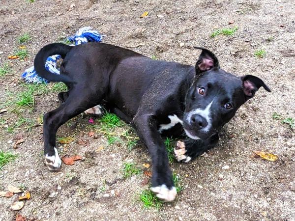 Enlarge Jade, a Adoptable mixed breed in Mobile, AL image 2/4