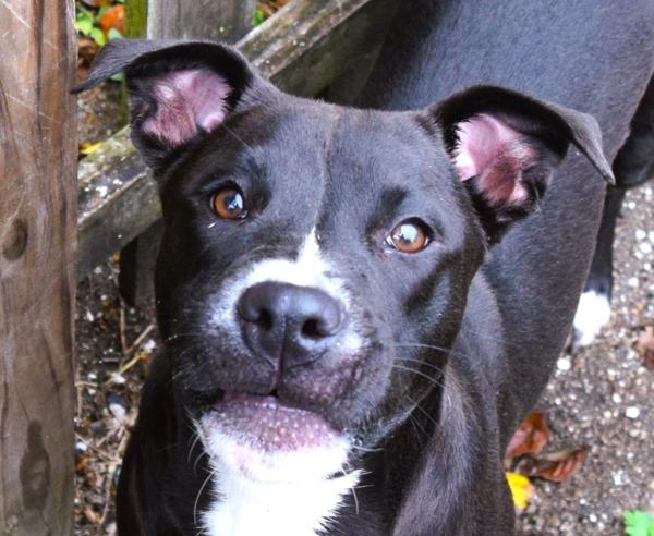 Enlarge Jade, a Adoptable mixed breed in Mobile, AL image 3/4