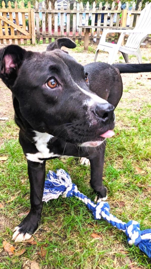 Enlarge Jade, a Adoptable mixed breed in Mobile, AL image 4/4