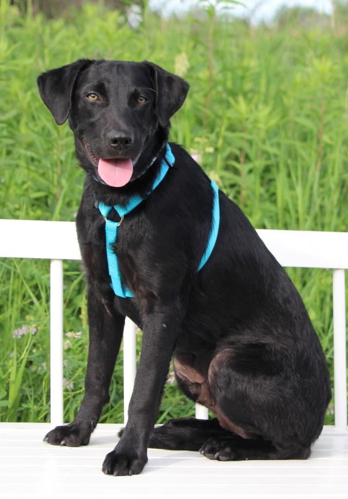 Dalton - I'll Be Home for Christmas Promo, Adoptable, Young Male Labrador Retriever & Mixed Breed.