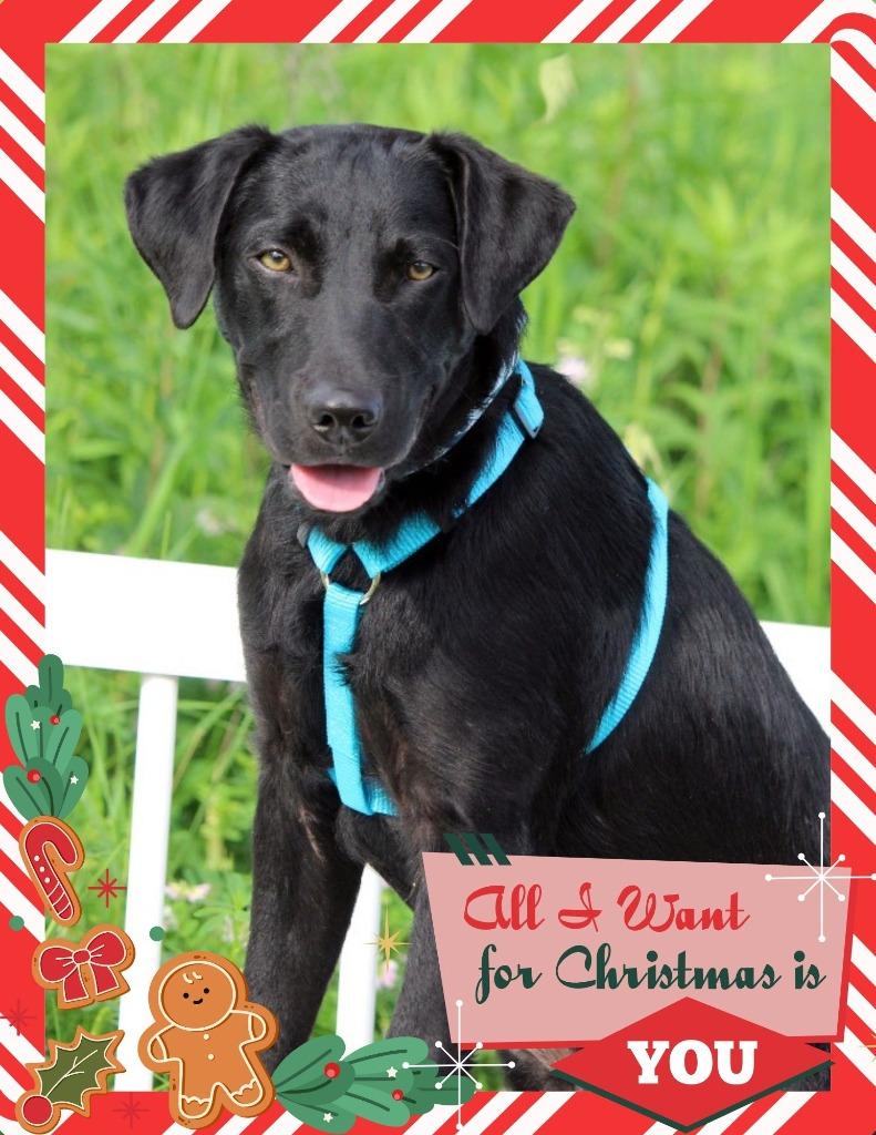 Dalton - I'll Be Home for Christmas Promo, Adoptable, Young Male Labrador Retriever & Mixed Breed.