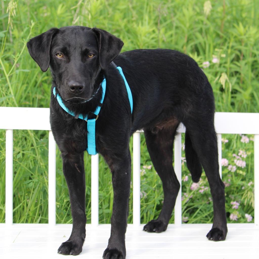 Enlarge Dalton, a Adoptable mixed breed in Savage, MN image 2/5