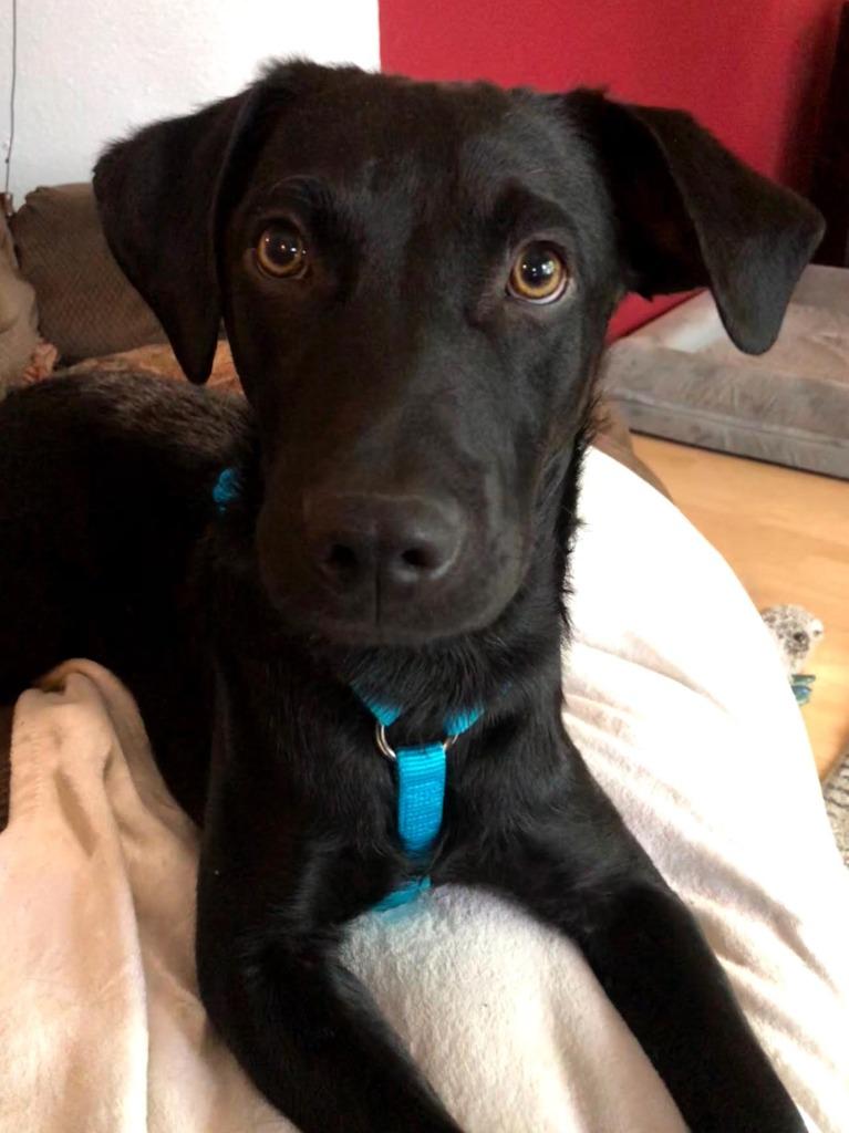 Enlarge Dalton, a Adoptable mixed breed in Savage, MN image 3/5