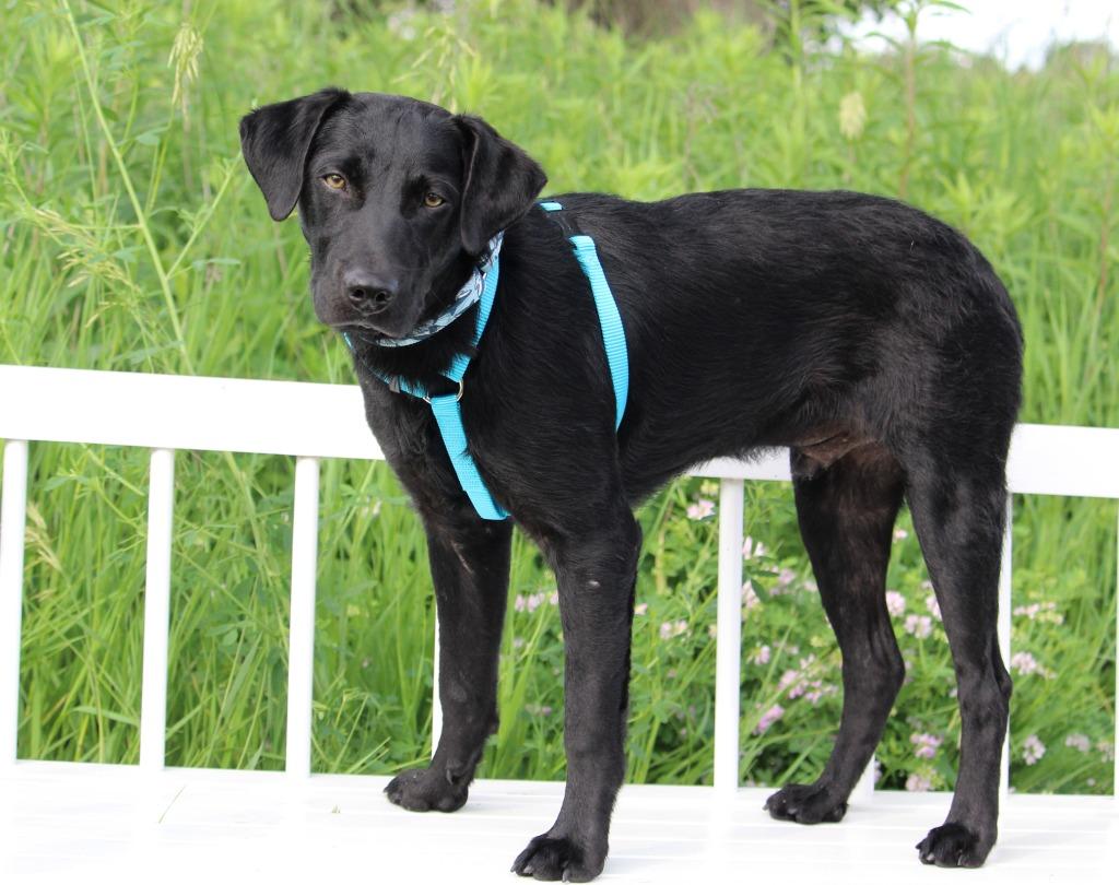 Enlarge Dalton, a Adoptable mixed breed in Savage, MN image 5/5