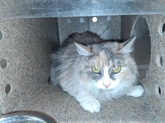 TORI, Adoptable, Young Female Domestic Long Hair.