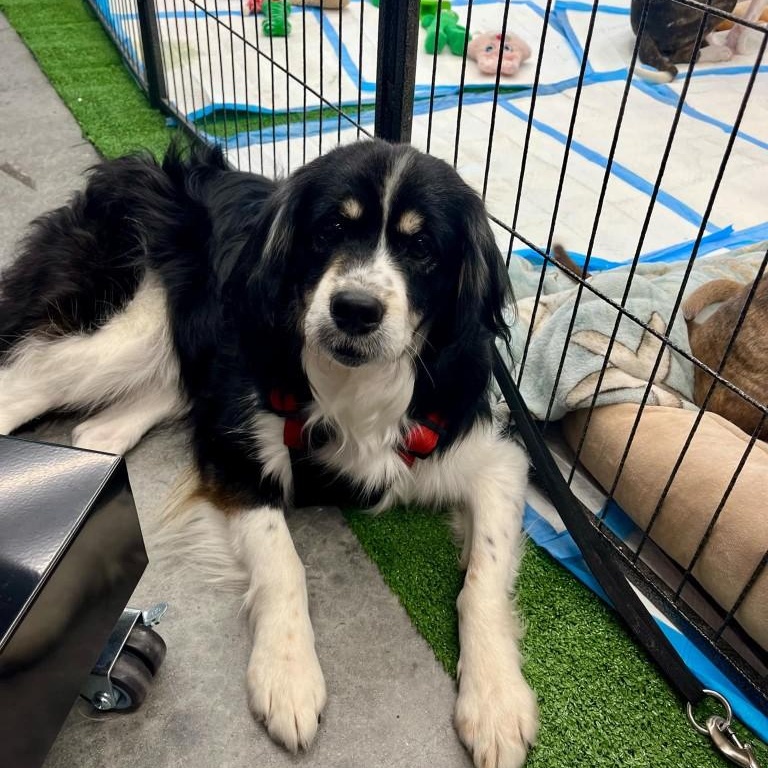 Enlarge Sir Edward, a Adoptable Mixed Breed in Jarrettsville, MD image 1/6