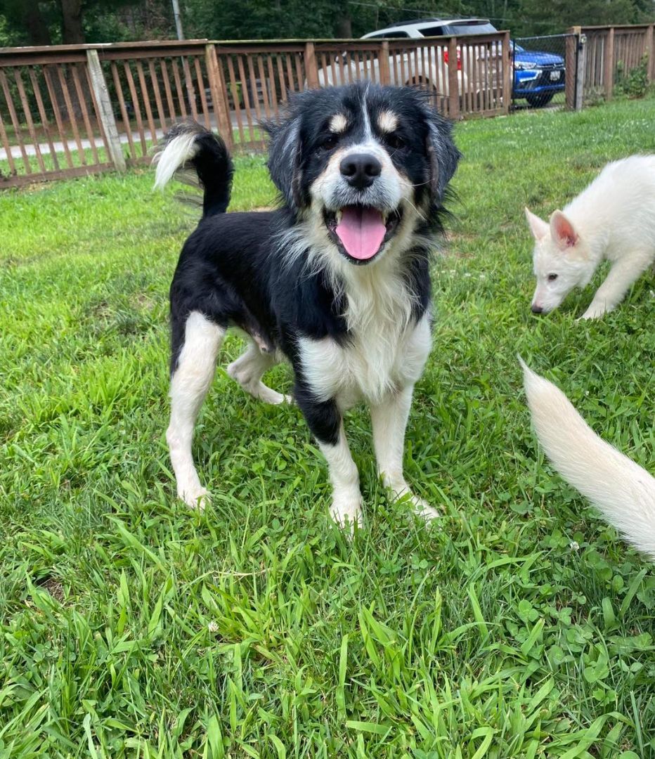 Enlarge Sir Edward, a Adoptable Mixed Breed in Jarrettsville, MD image 2/6