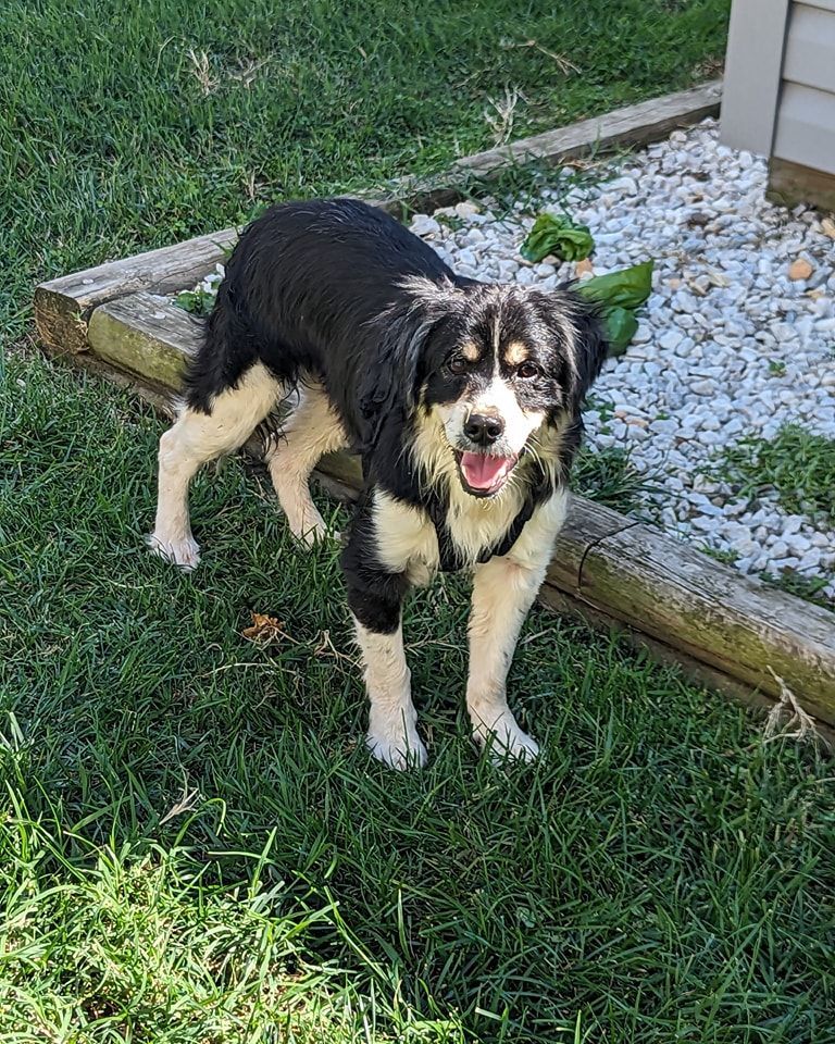 Enlarge Sir Edward, a Adoptable Mixed Breed in Jarrettsville, MD image 3/6